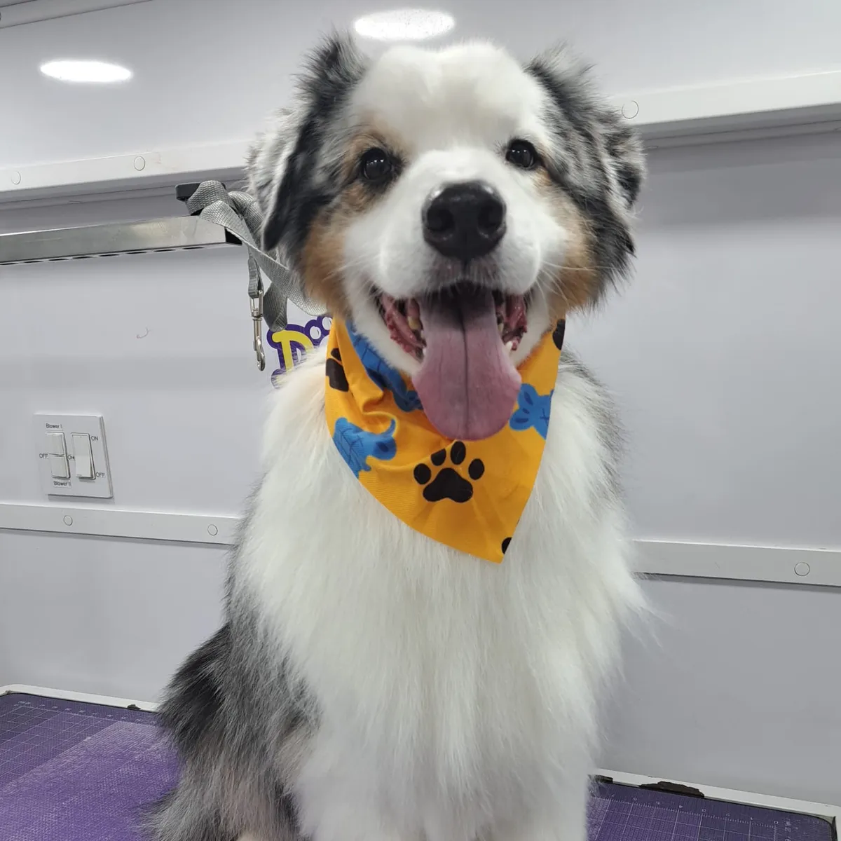 Australian shepherd after grooming in the van