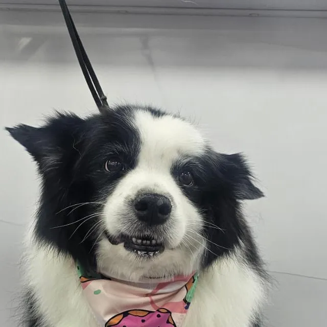 Border collie after grooming in the van