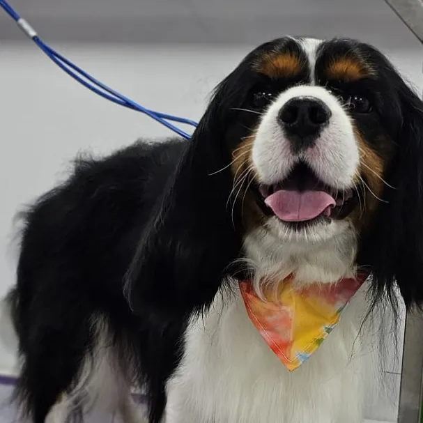 Cavalier King Charles spaniel after grooming in the van