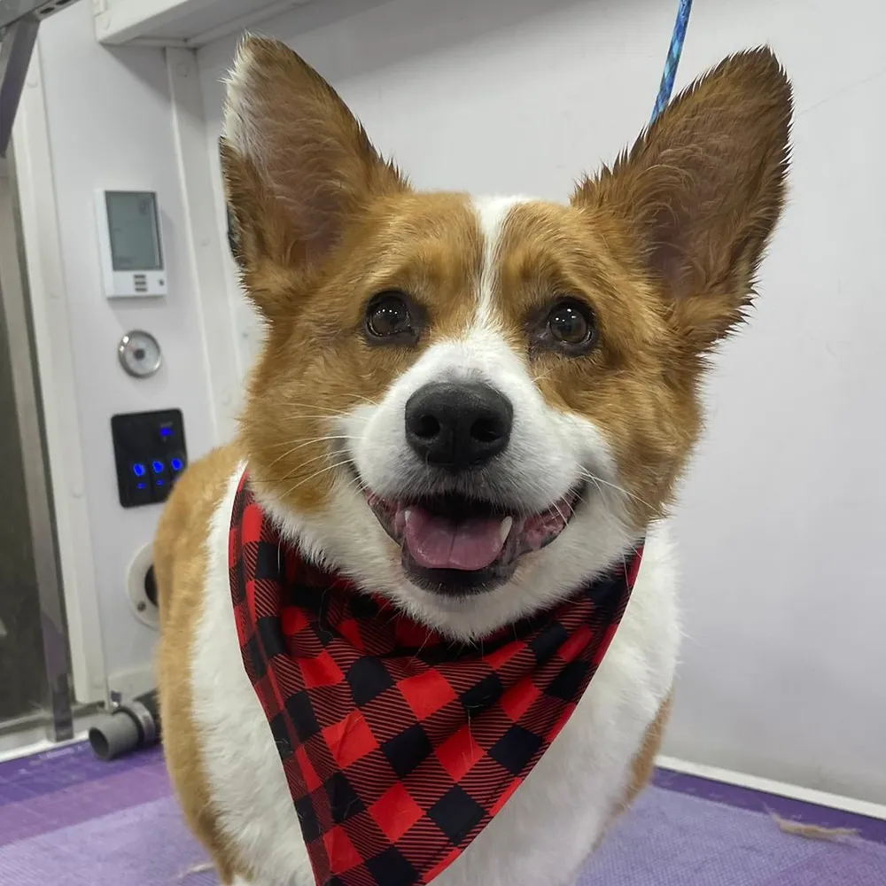 Dogtor Wash on Instagram: a freshly groomed dog
