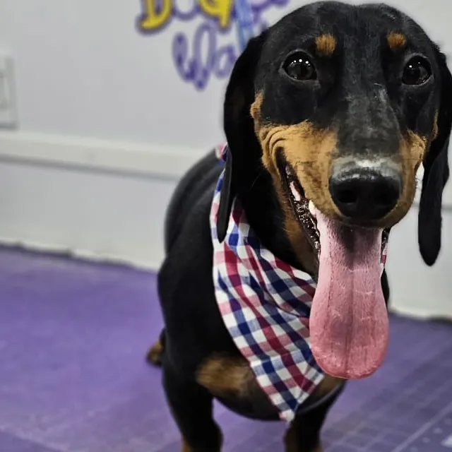 Dachshund after grooming in the van