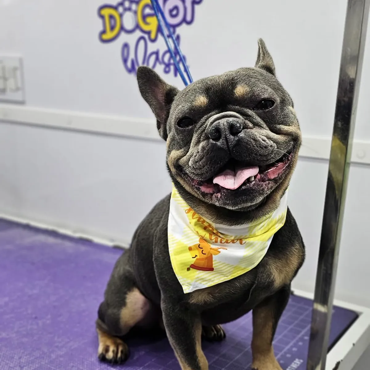 French bulldog after grooming in the van