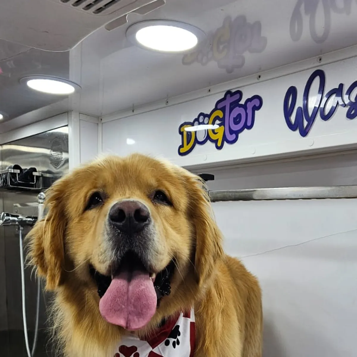 Golden retriever after grooming in the van