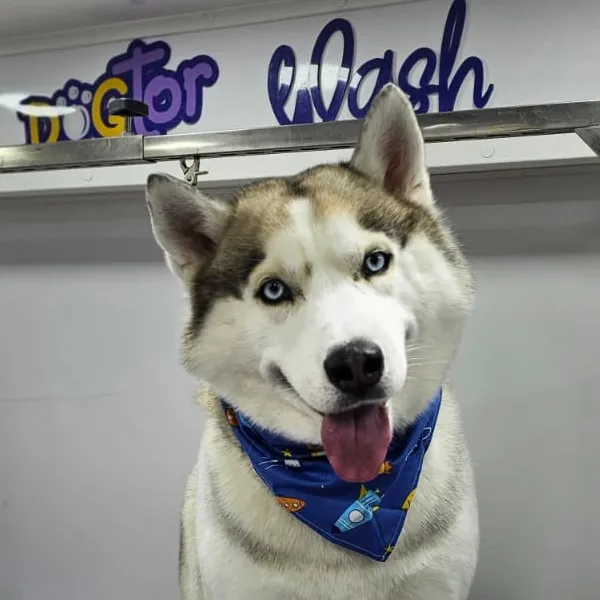 Husky after grooming in the van