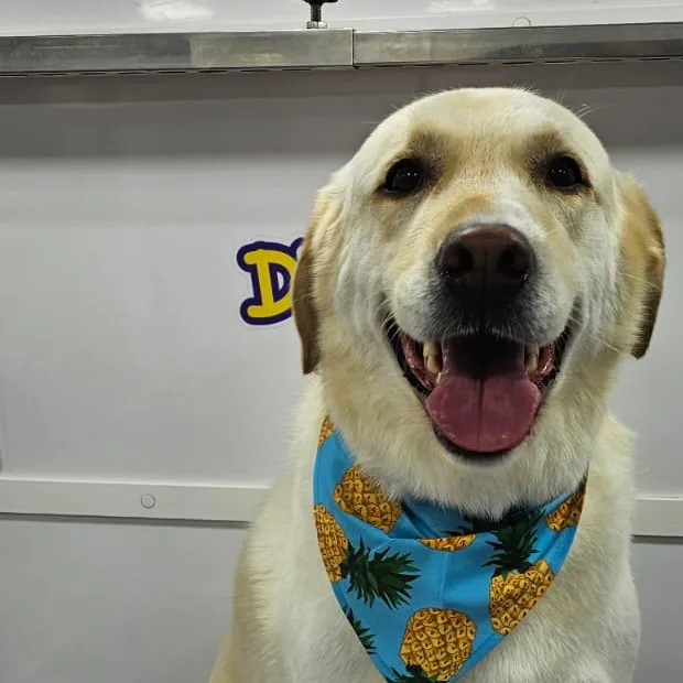 Labrador retriever after grooming in the van