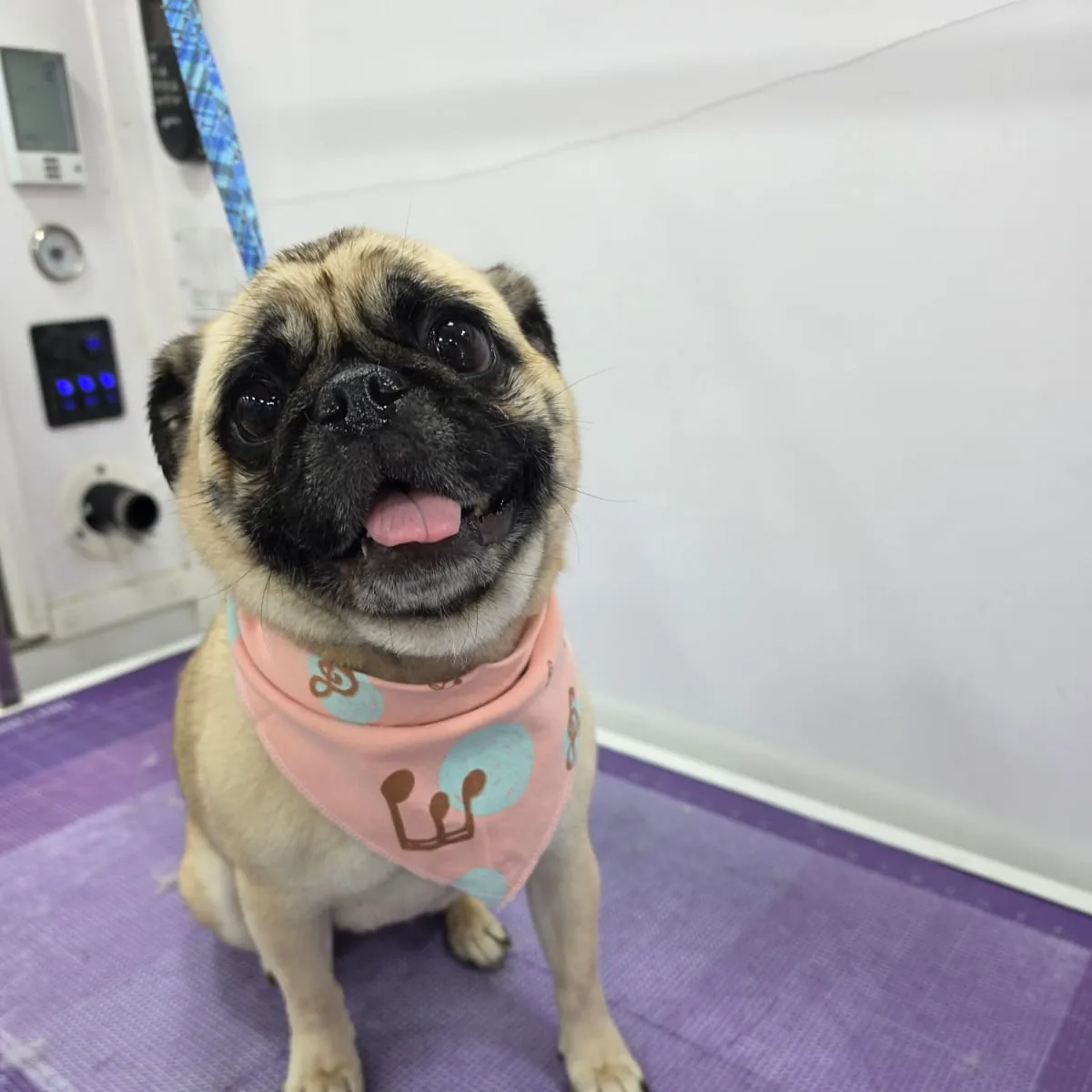 Pug after grooming in the van