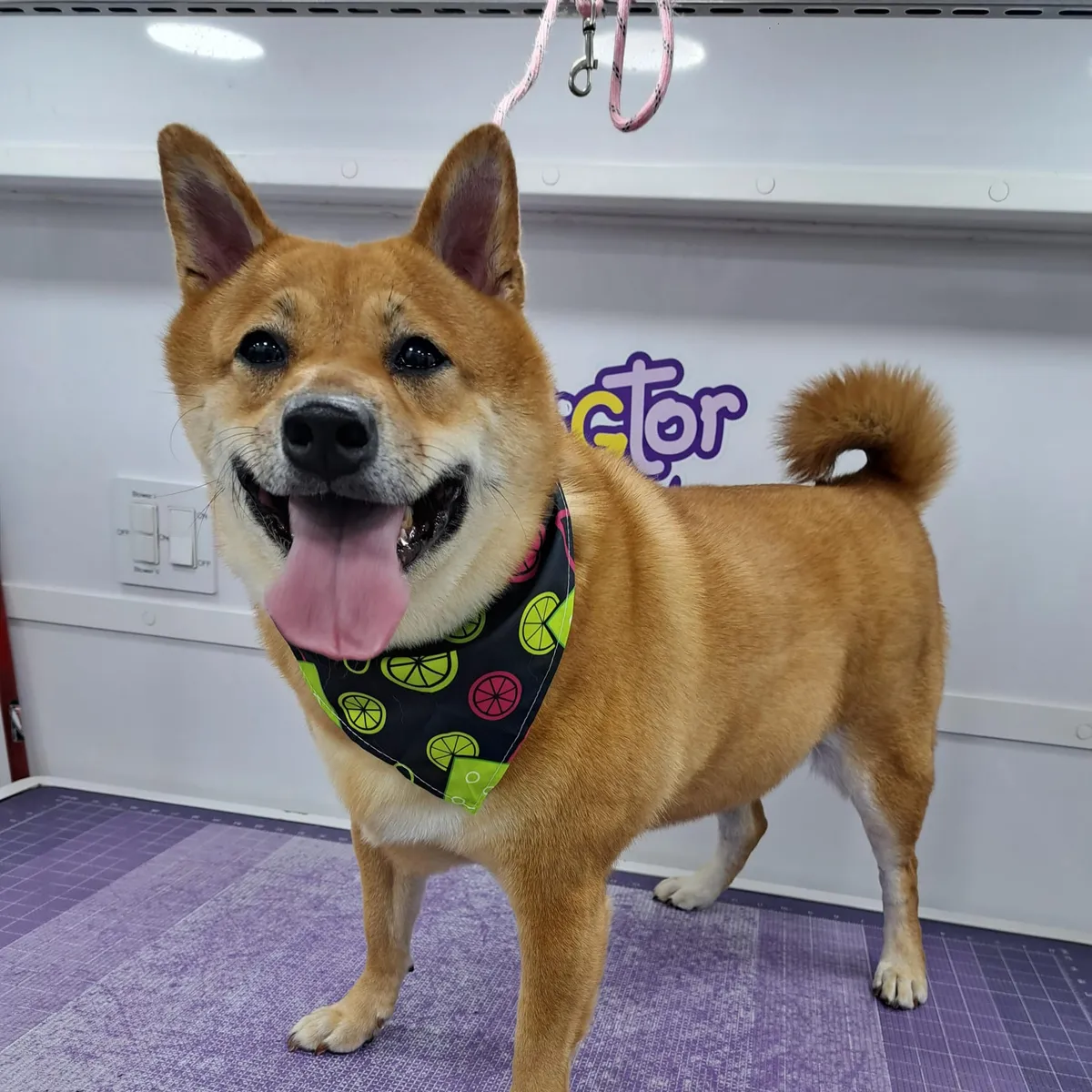 Dogtor Wash on Instagram: a freshly groomed dog
