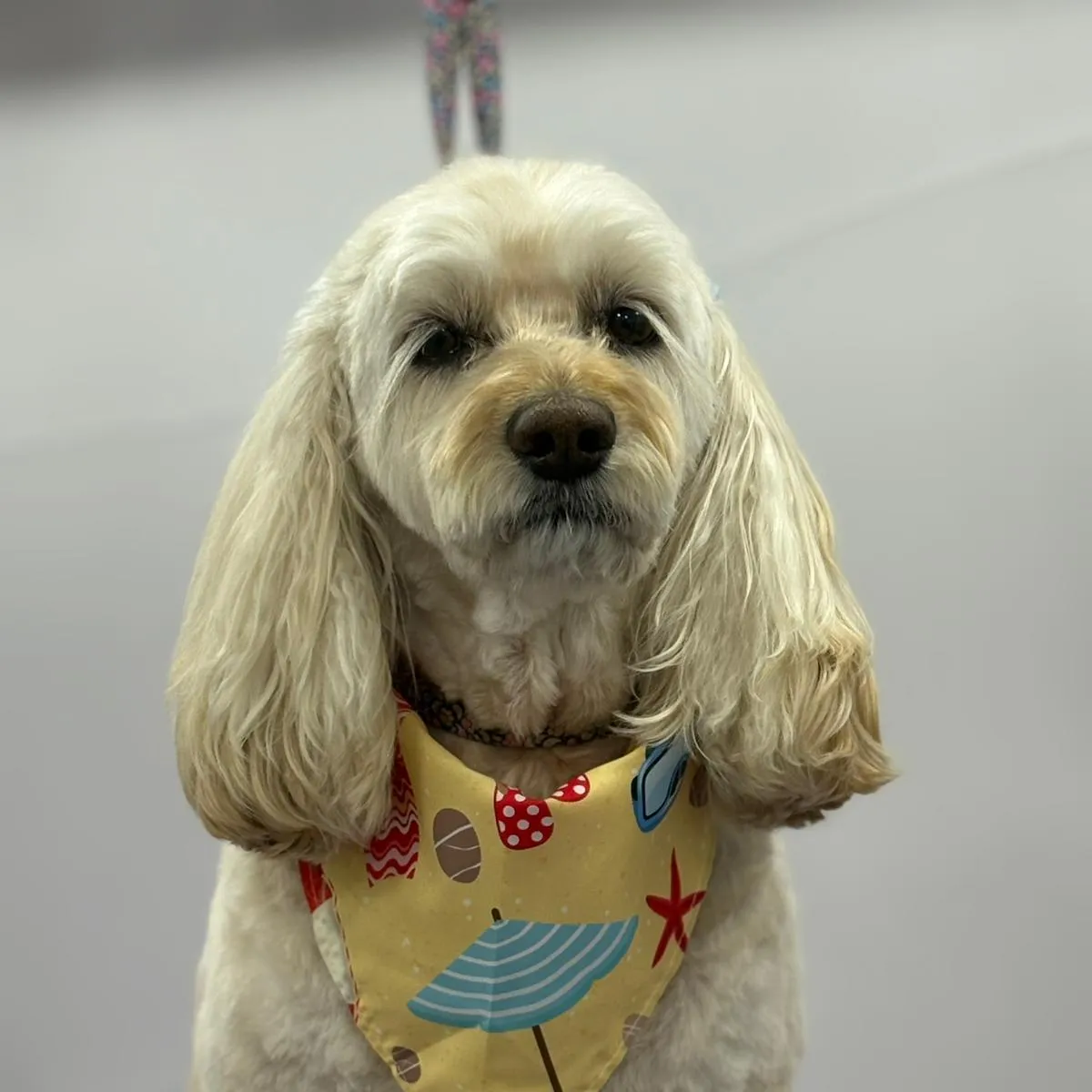 Cocker spaniel after grooming in the van
