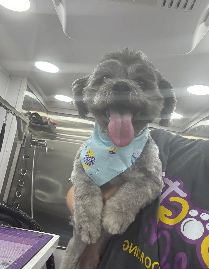 Doodle mid bath in the grooming van