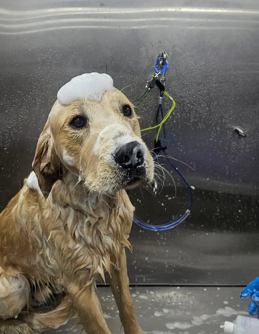 A freshly groomed dog from a Dogtor Wash appointment
