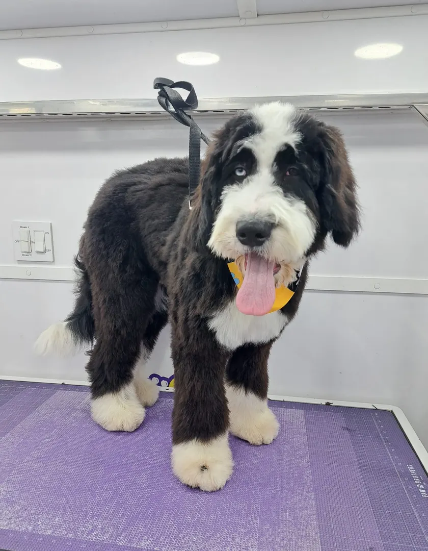 Bernedoodle after grooming in the van