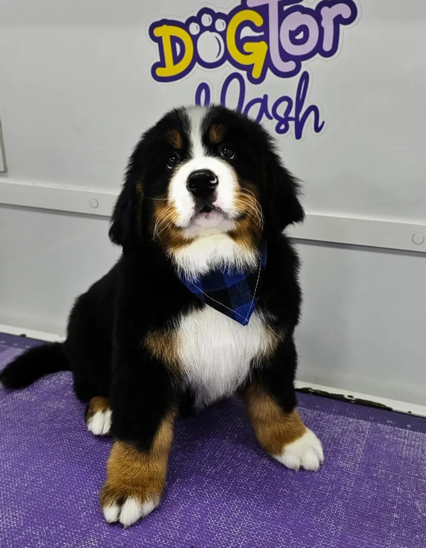 Dogtor Wash on Instagram: a freshly groomed dog