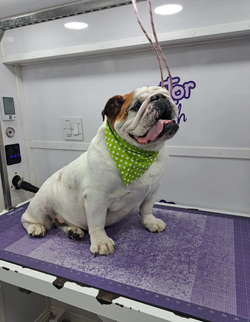 English bulldog after grooming in the van