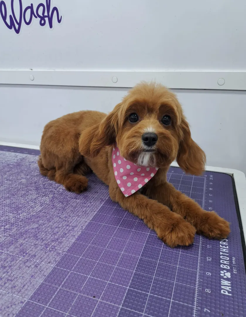 Cavapoo resting on the grooming table
