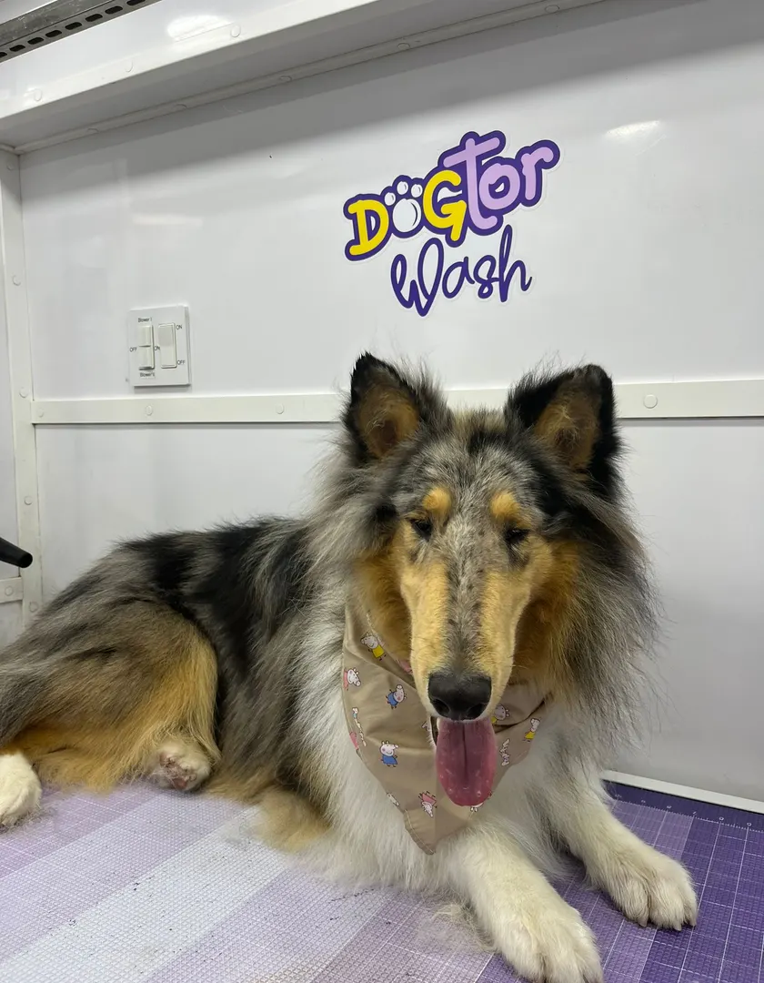 Dogtor Wash on Instagram: a freshly groomed dog