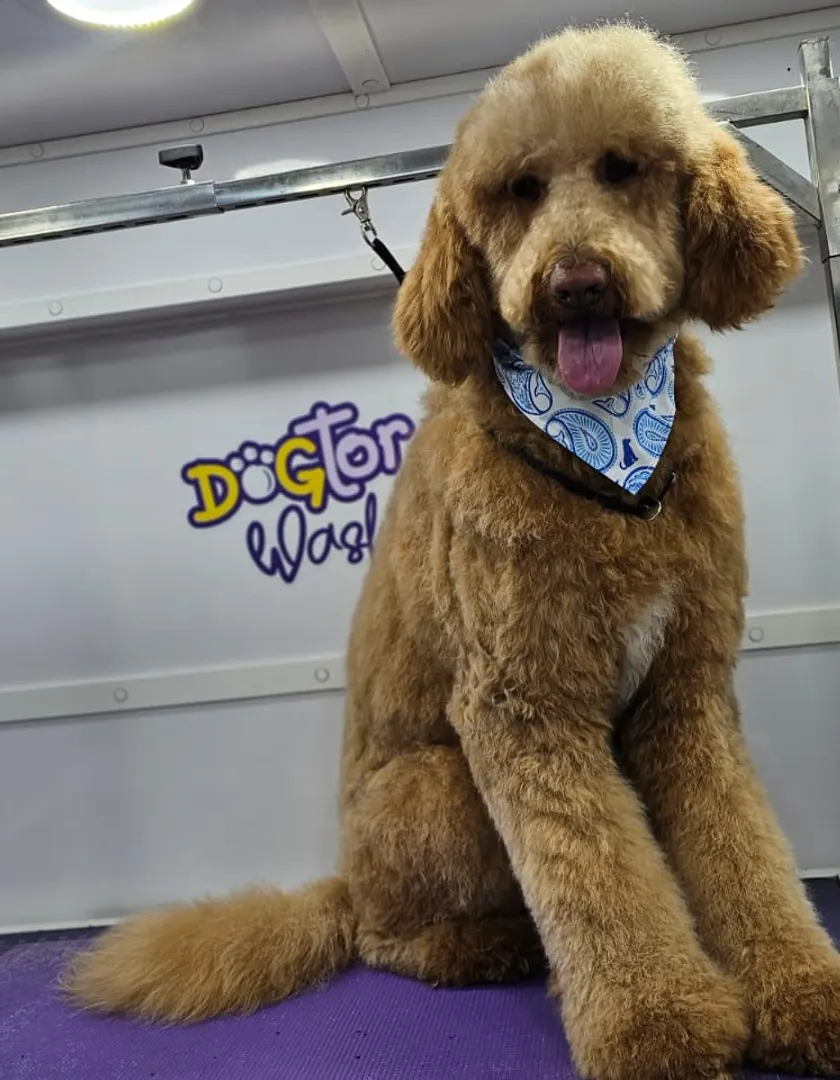 Apricot doodle after grooming in the van