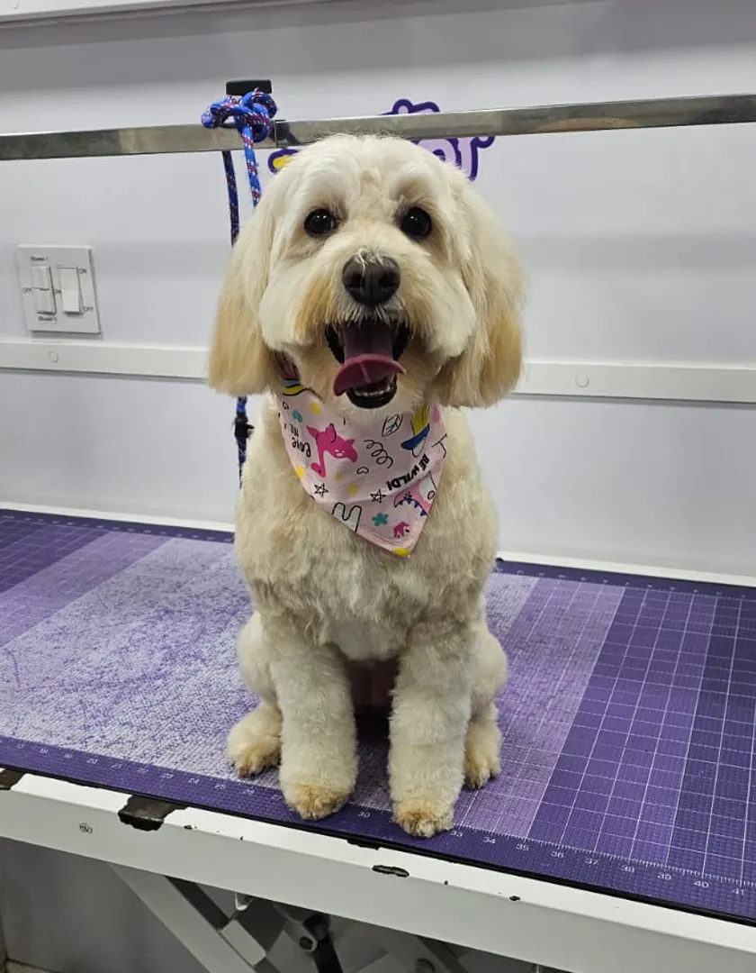 A freshly groomed dog from a Dogtor Wash appointment