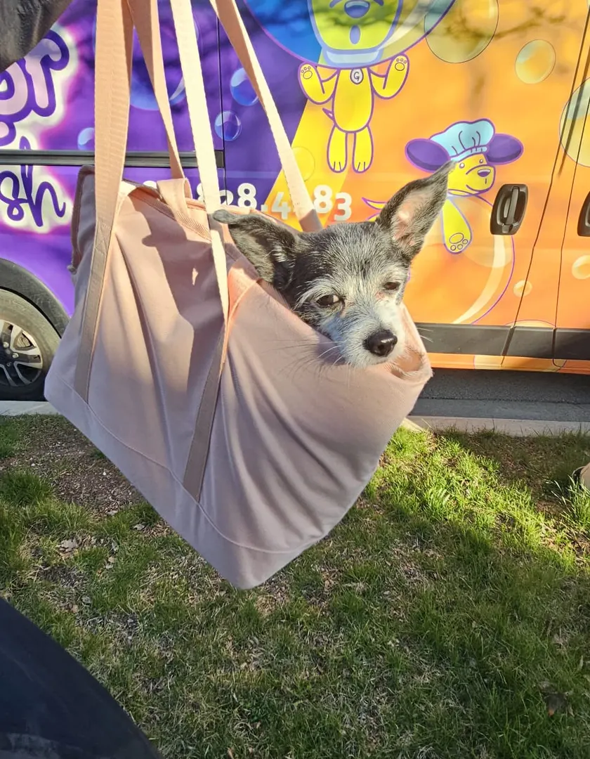 Small dog resting in the drying hammock beside the van