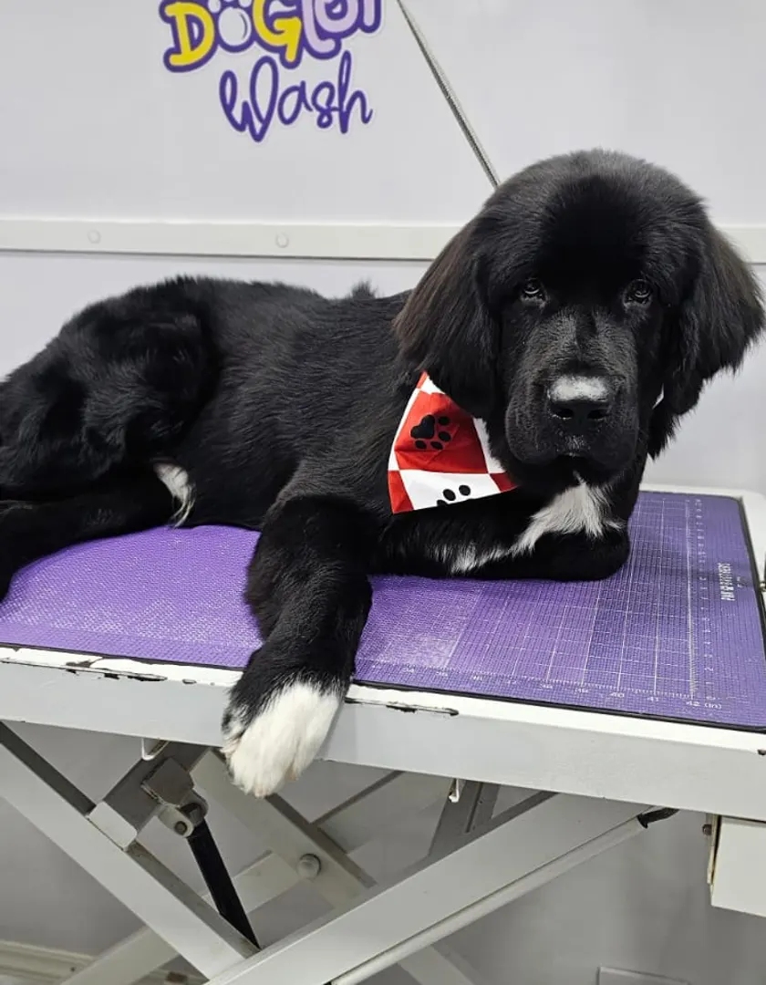 Newfoundland on the grooming table