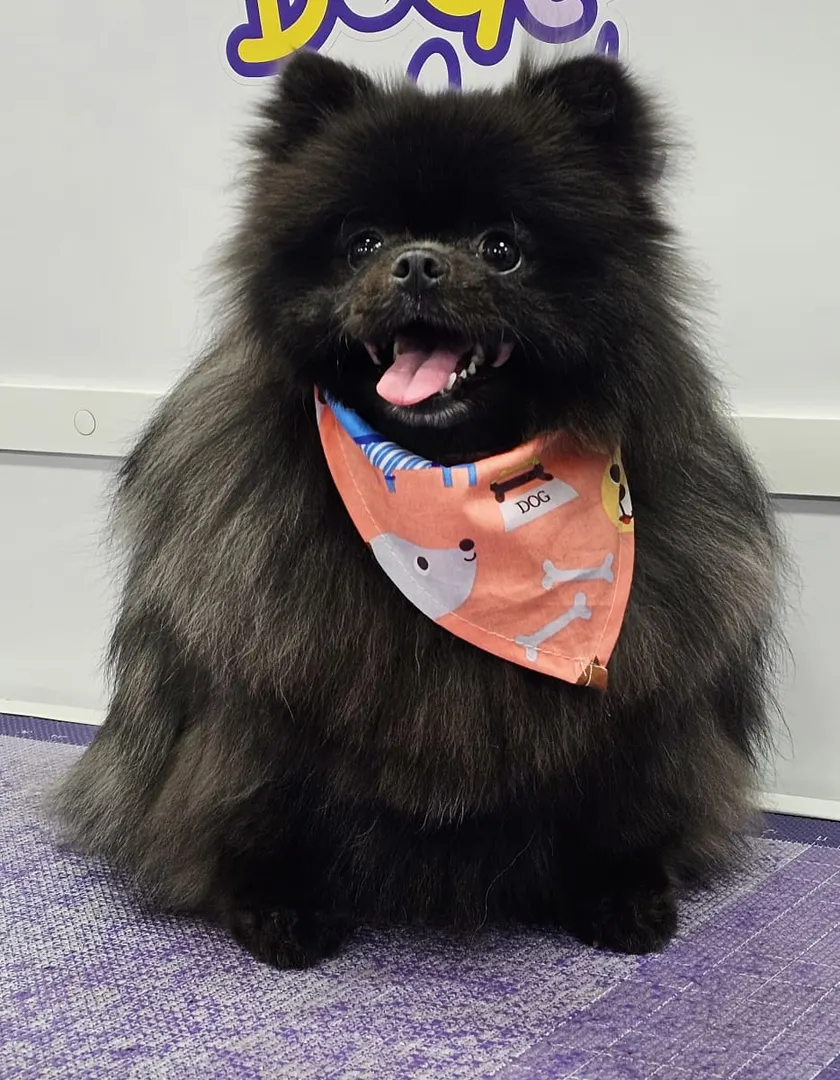 Black Pomeranian after grooming in the van