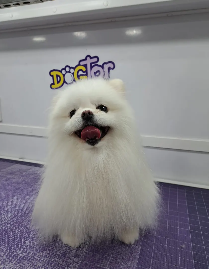 A freshly groomed dog from a Dogtor Wash appointment