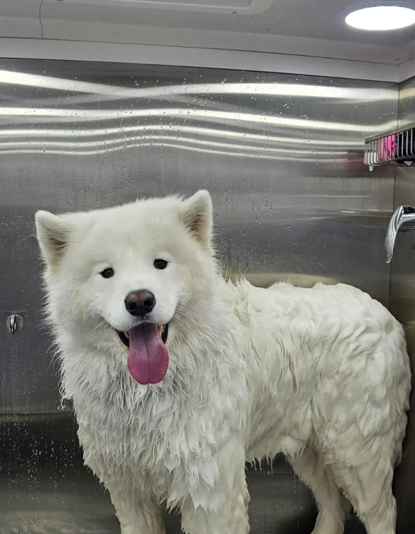 A freshly groomed dog from a Dogtor Wash appointment