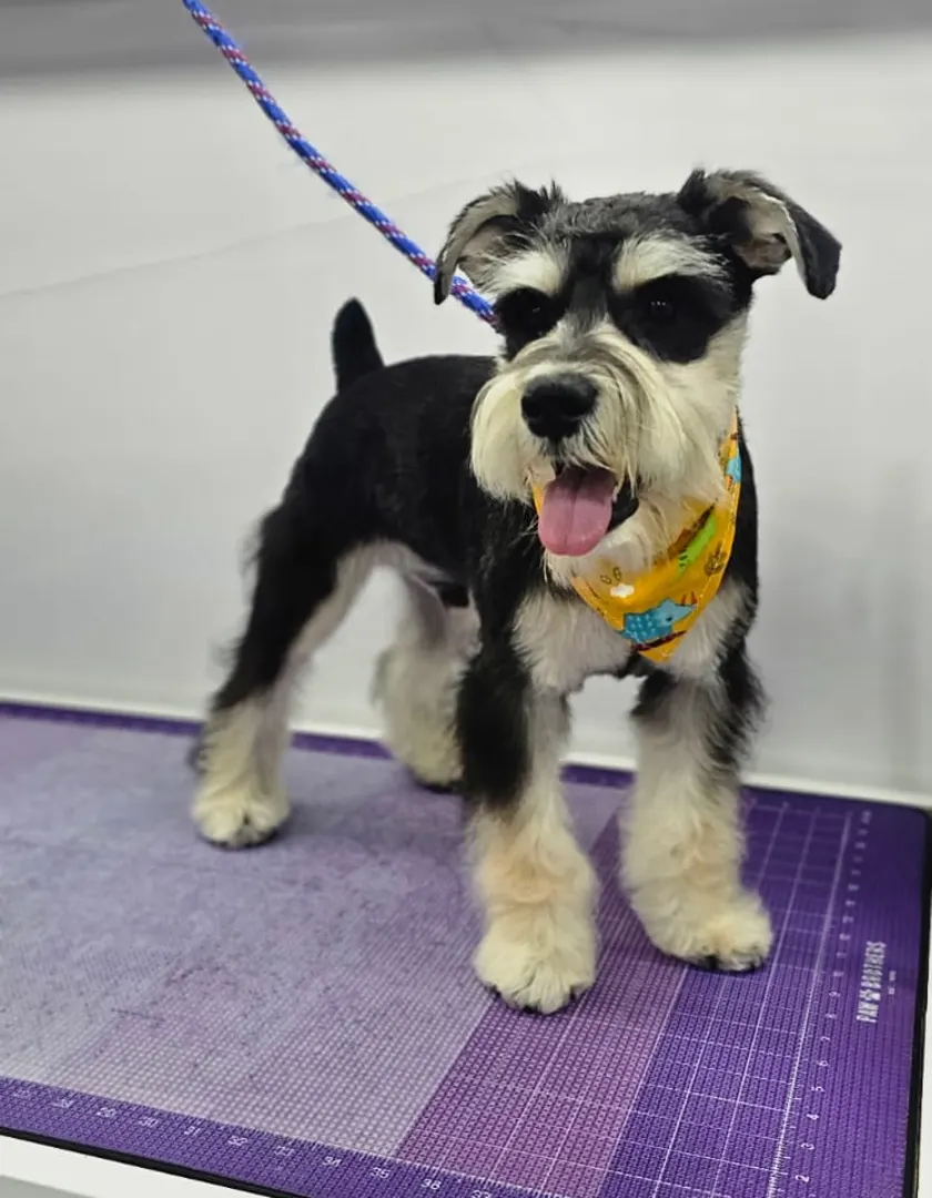 Miniature schnauzer after grooming in the van