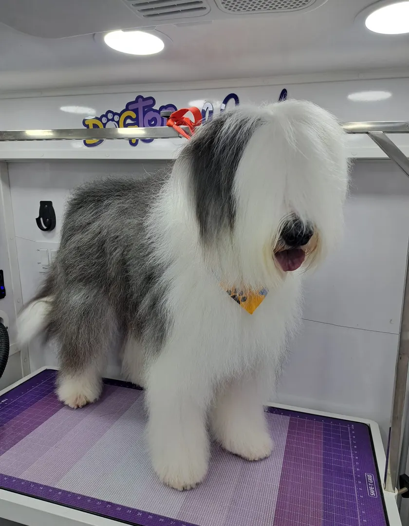 Sheepdog after grooming in the van