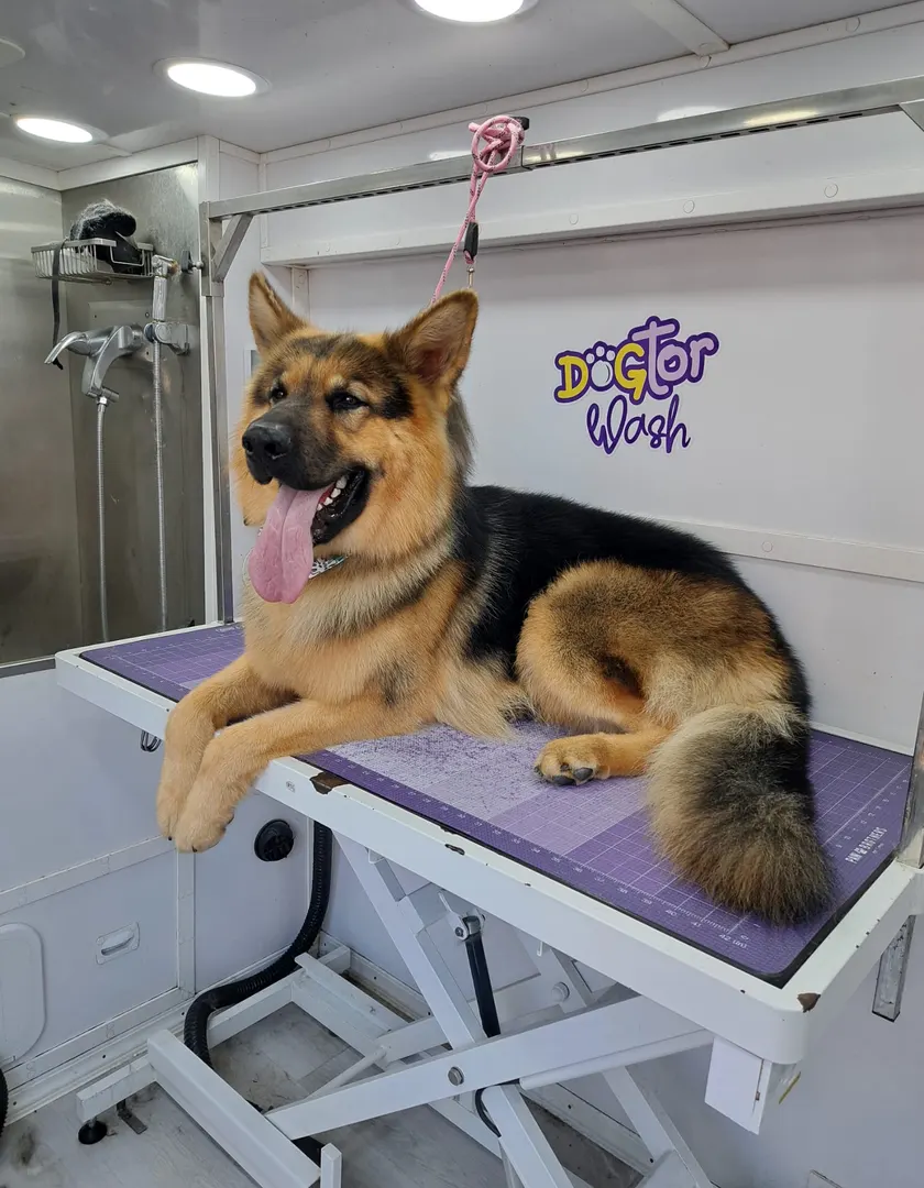 German shepherd on the grooming table