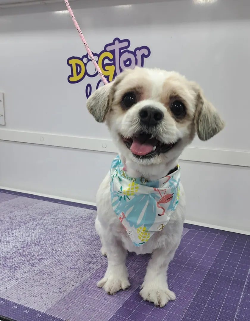 Shih tzu after grooming in the van