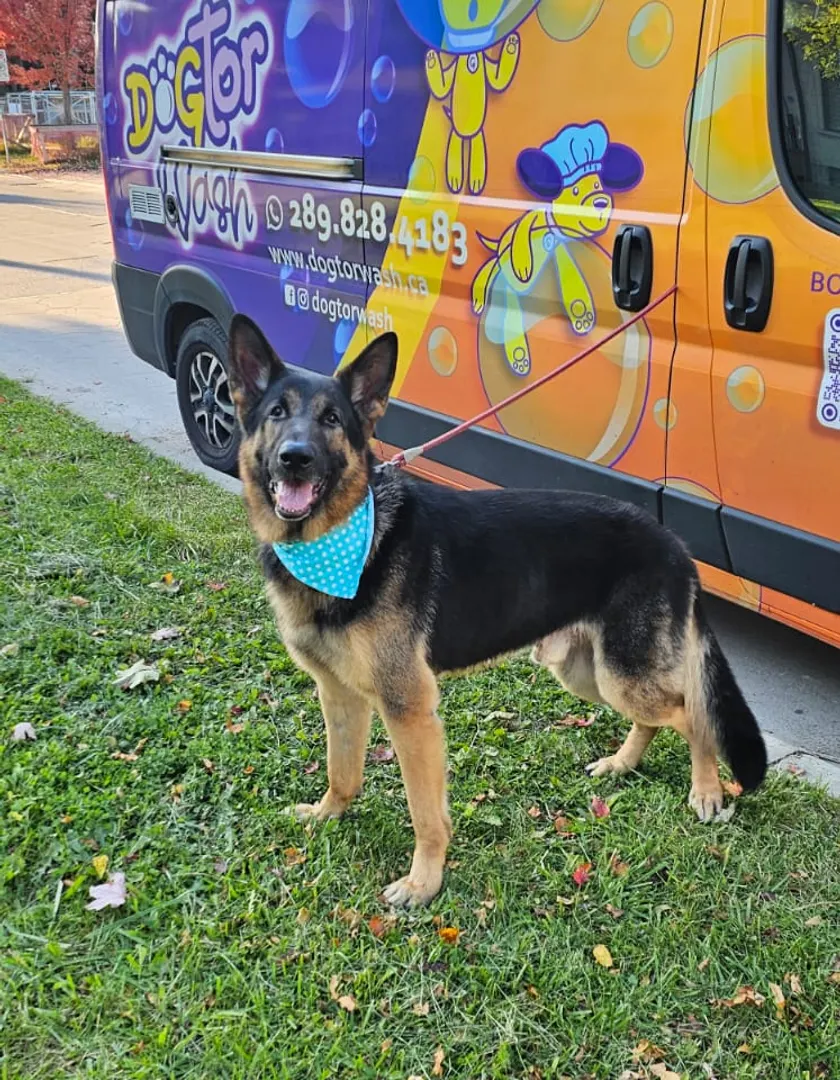 Dogtor Wash on Instagram: a freshly groomed dog