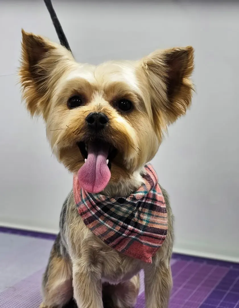 Dogtor Wash on Instagram: a freshly groomed dog